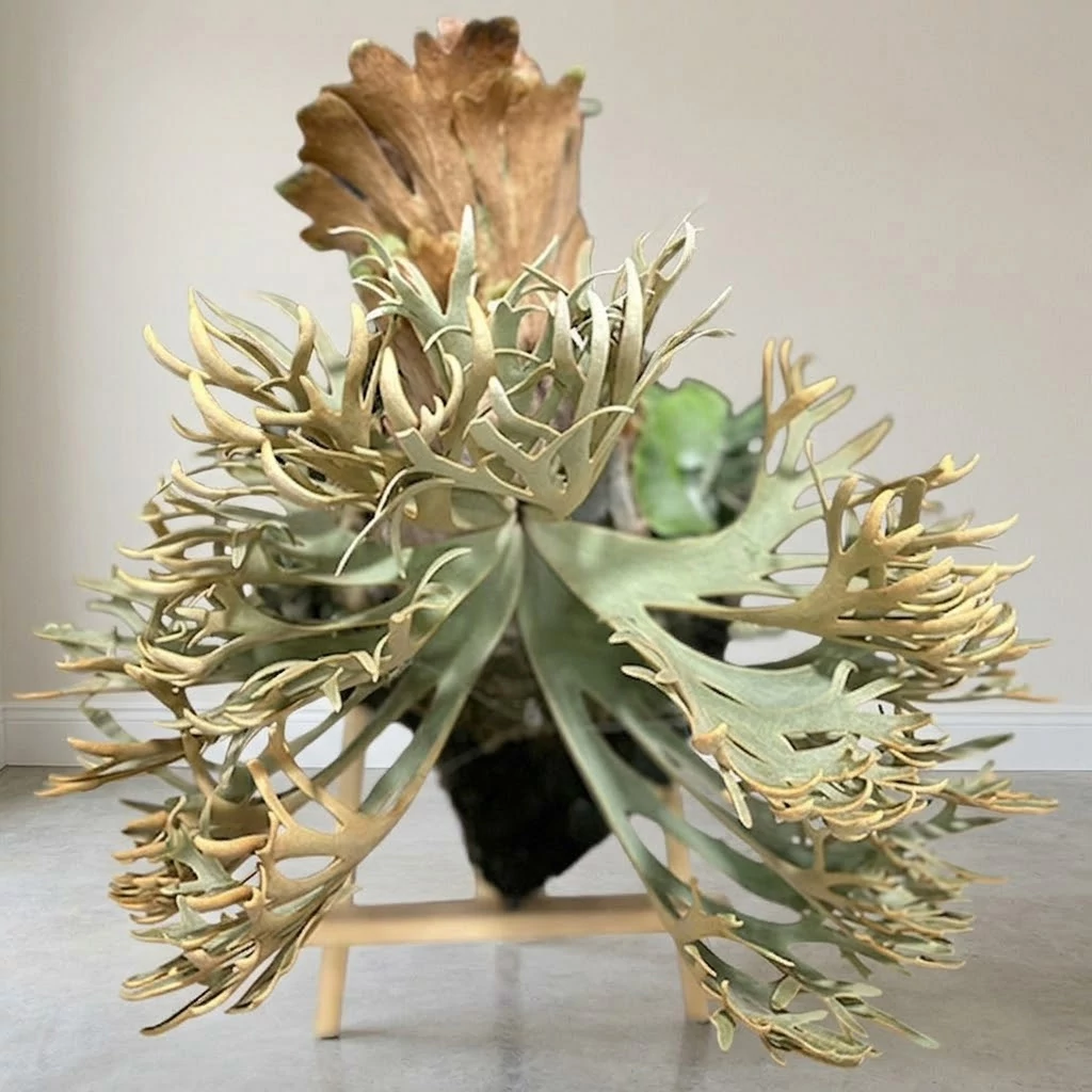 Platycerium willinckii 'nano' - Best Plants and Decor webáruház