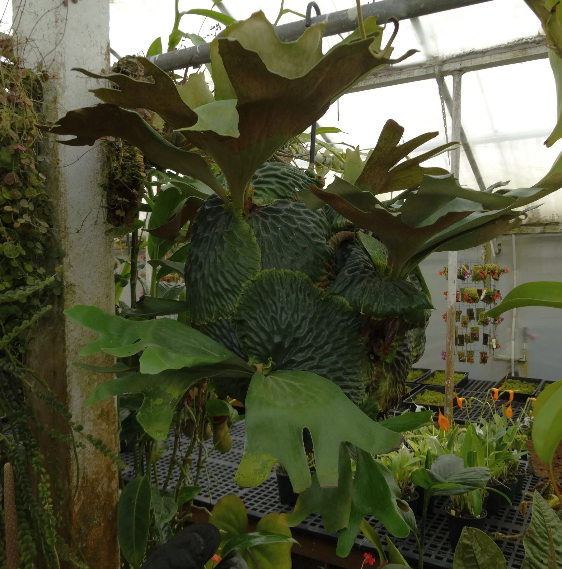 Platycerium madagascariense