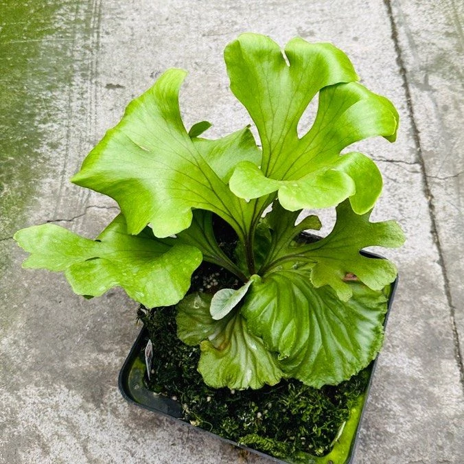 Platycerium ridleyi var. round 'G'