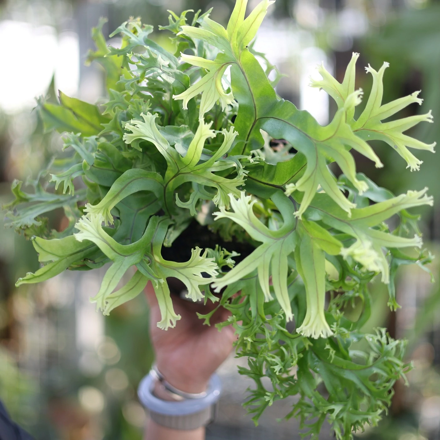 Microsorum sp 'Fireworks'