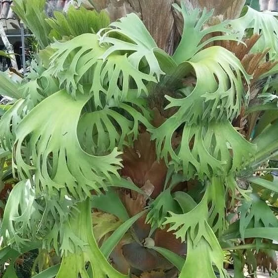 Platycerium 'SS Foong'