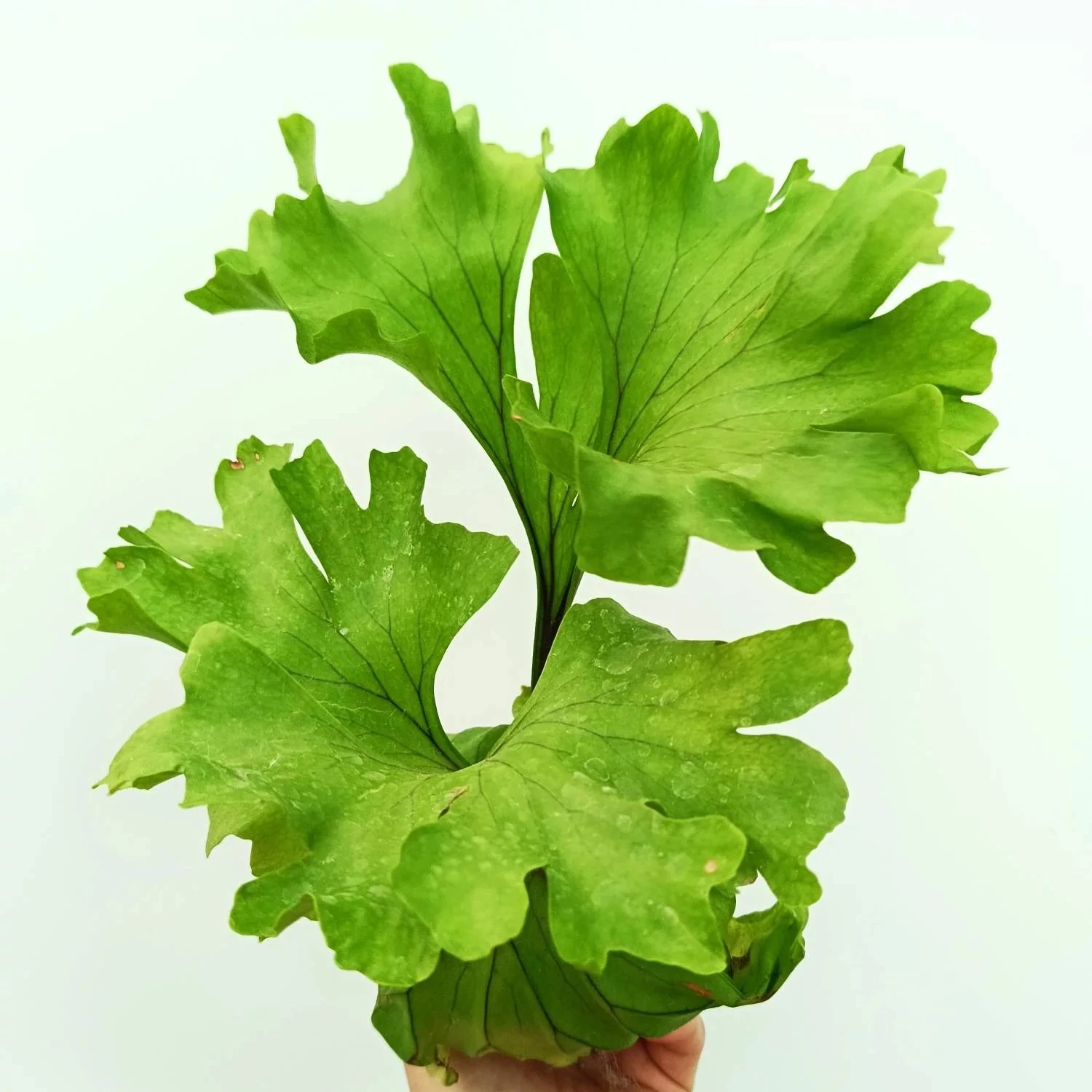 Platycerium ridleyi 'Monkey King'