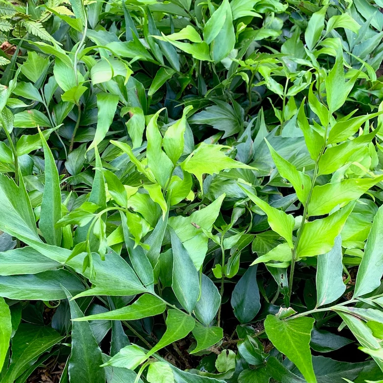 Cyrtomium devexiscapulae