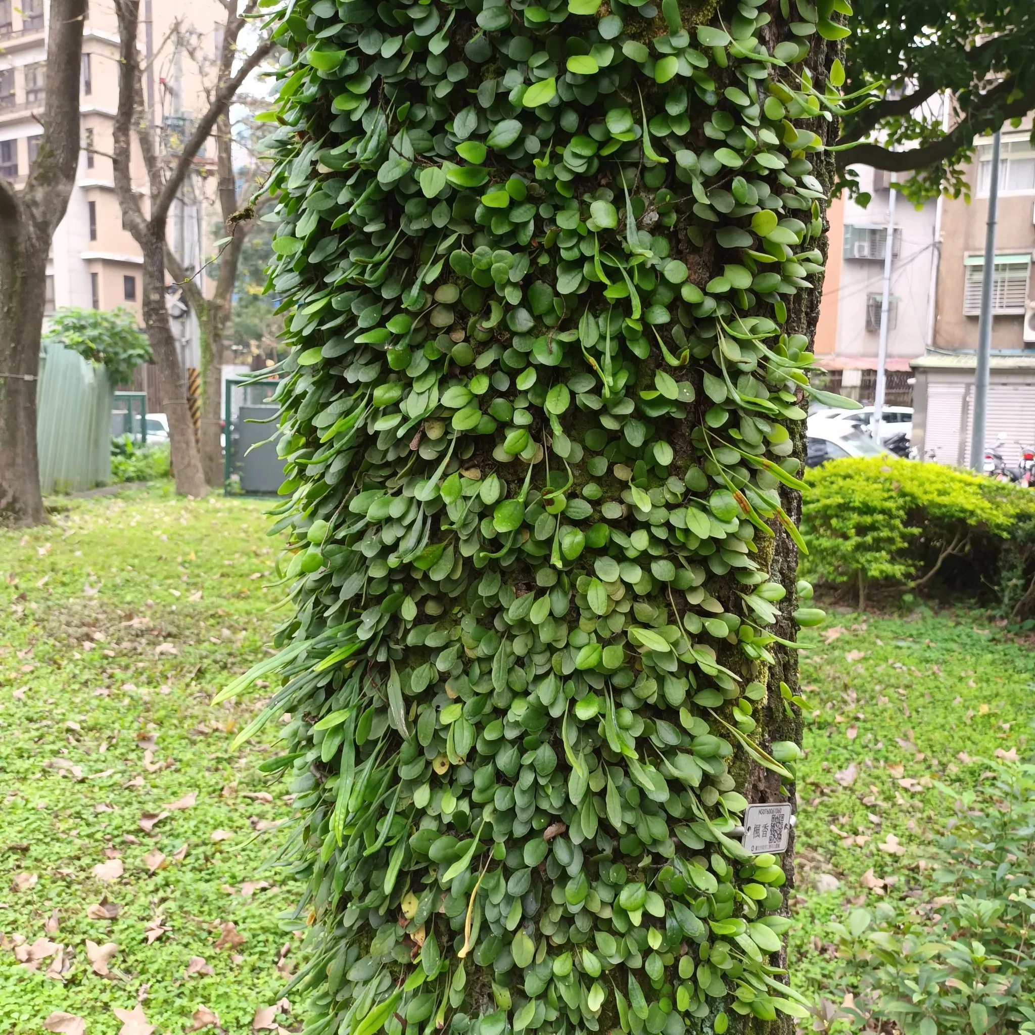 Lemmaphyllum microphyllum