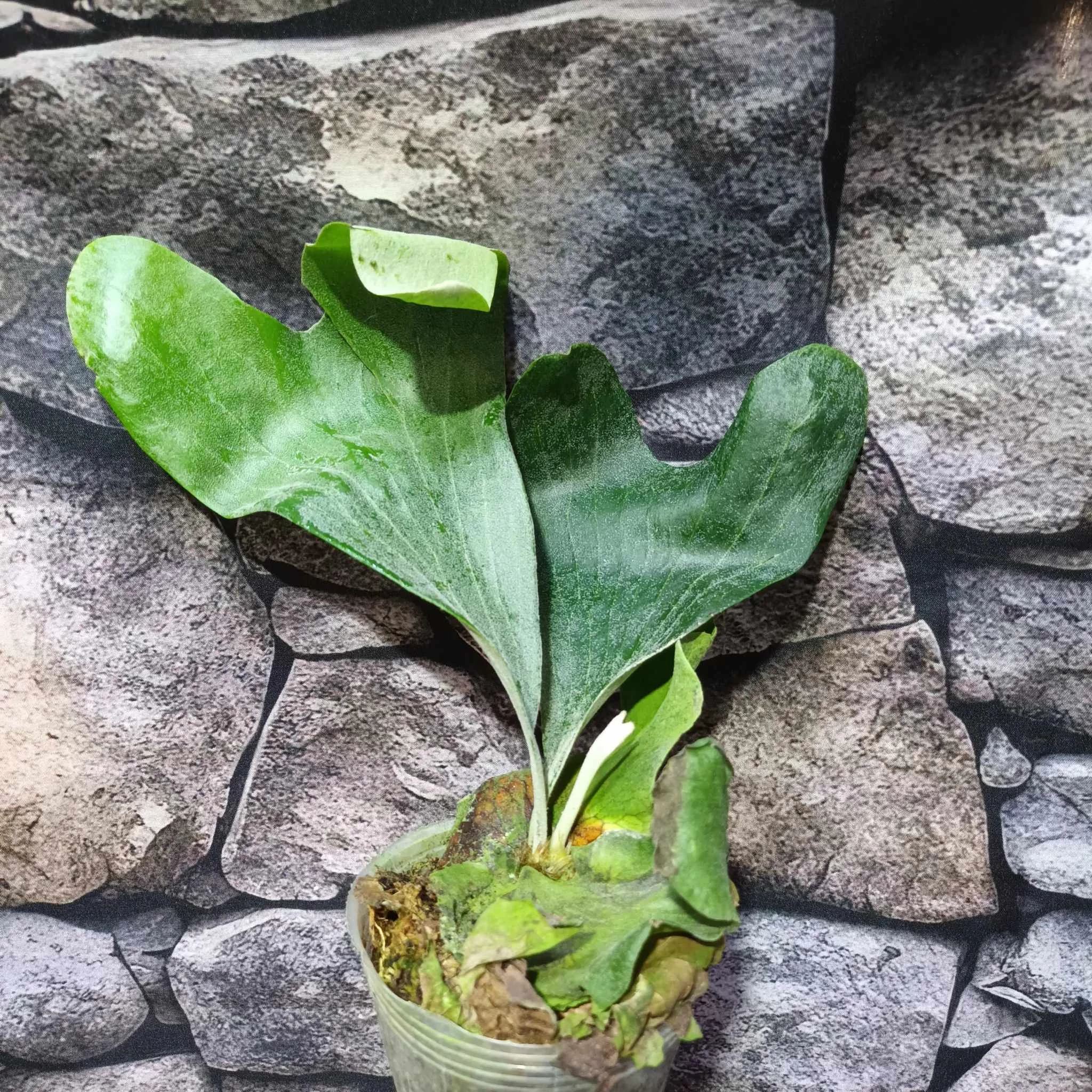 Platycerium (stemaria × andinum) 'NUK'