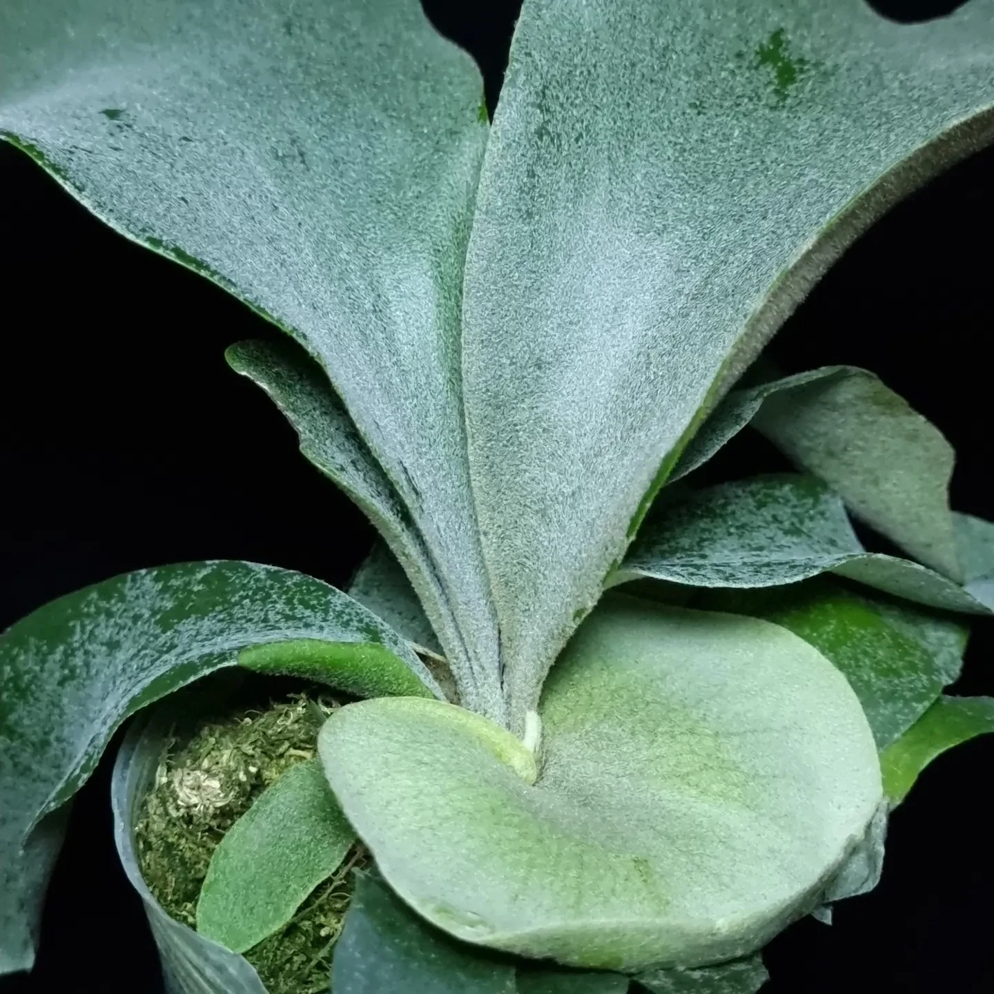 Platycerium andinum × willinckii