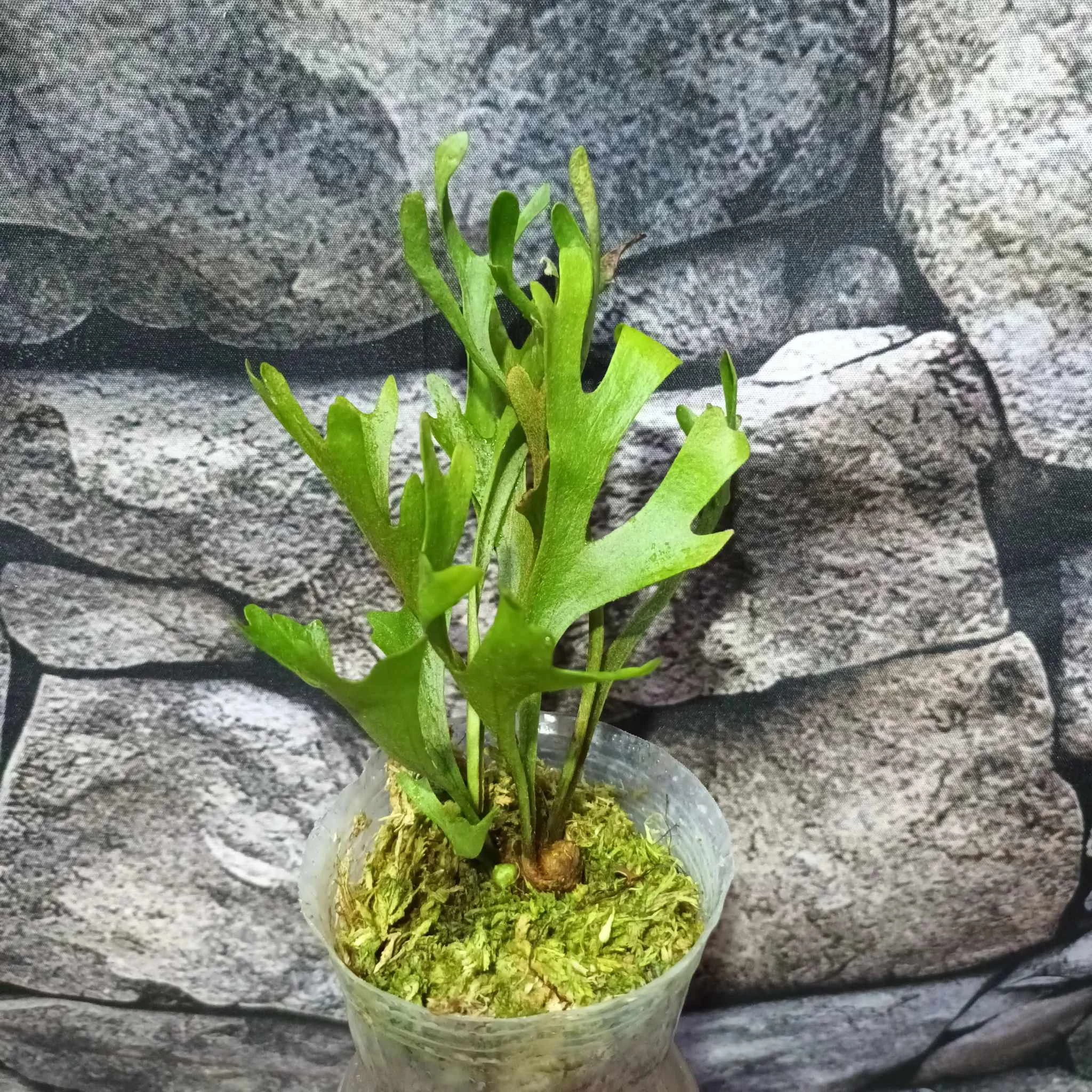 Platycerium ridleyi 'Thin&Dwarf'