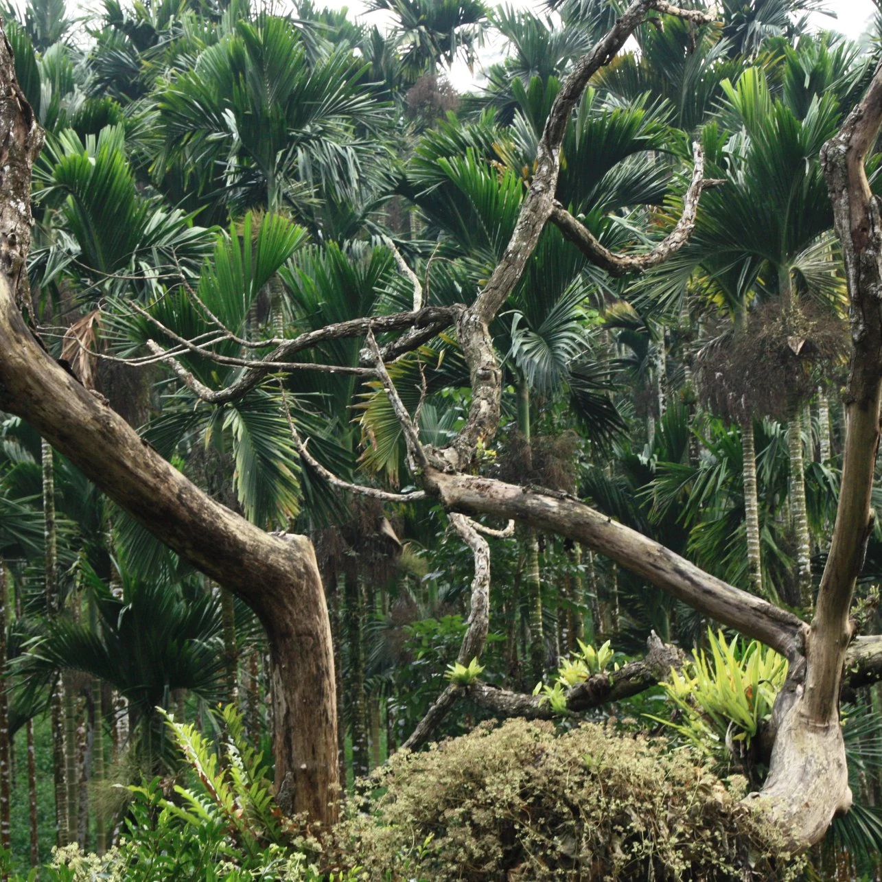 Areca catechu - bételpálma