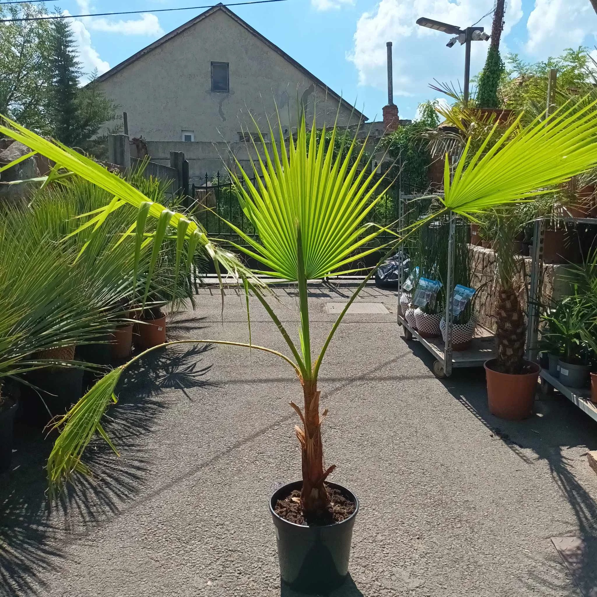 Washingtonia filifera