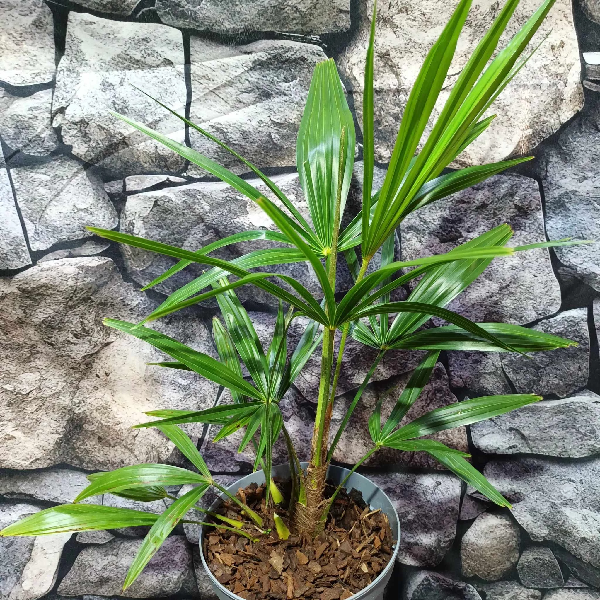 Trachycarpus fortunei, kínai kenderpálma