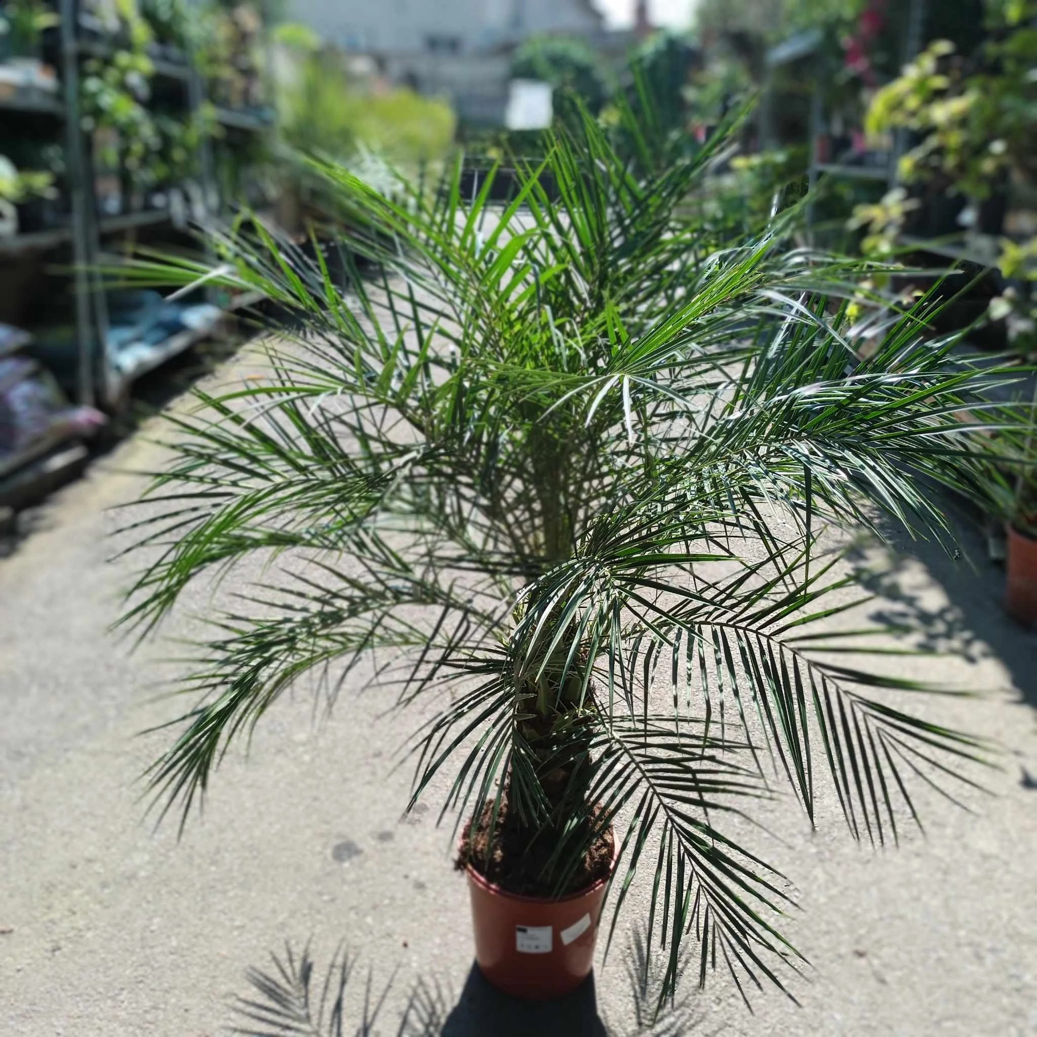 Phoenix roebelenii - Törpe datolyapálma