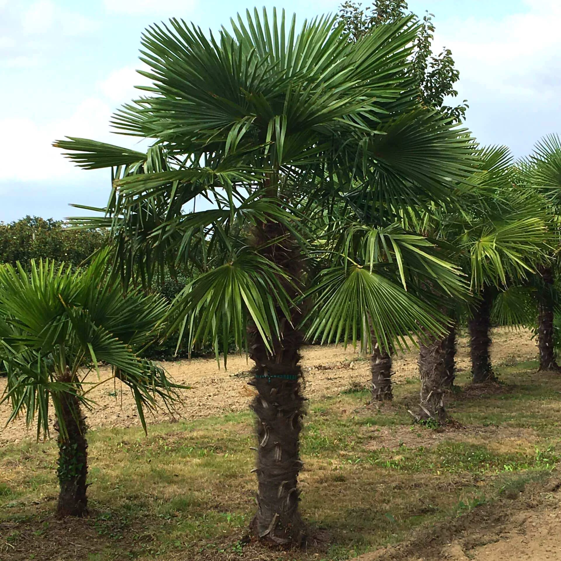 Trachycarpus fortunei - kínai kenderpálma magyar termesztőtől (1 töves)