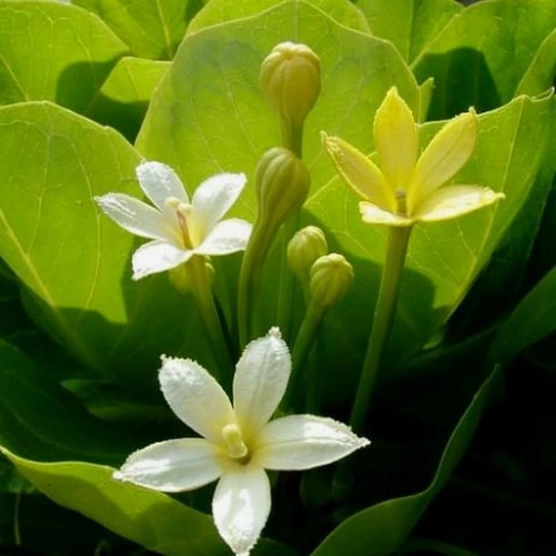 Brighamia Insignis (hawaii pálma)