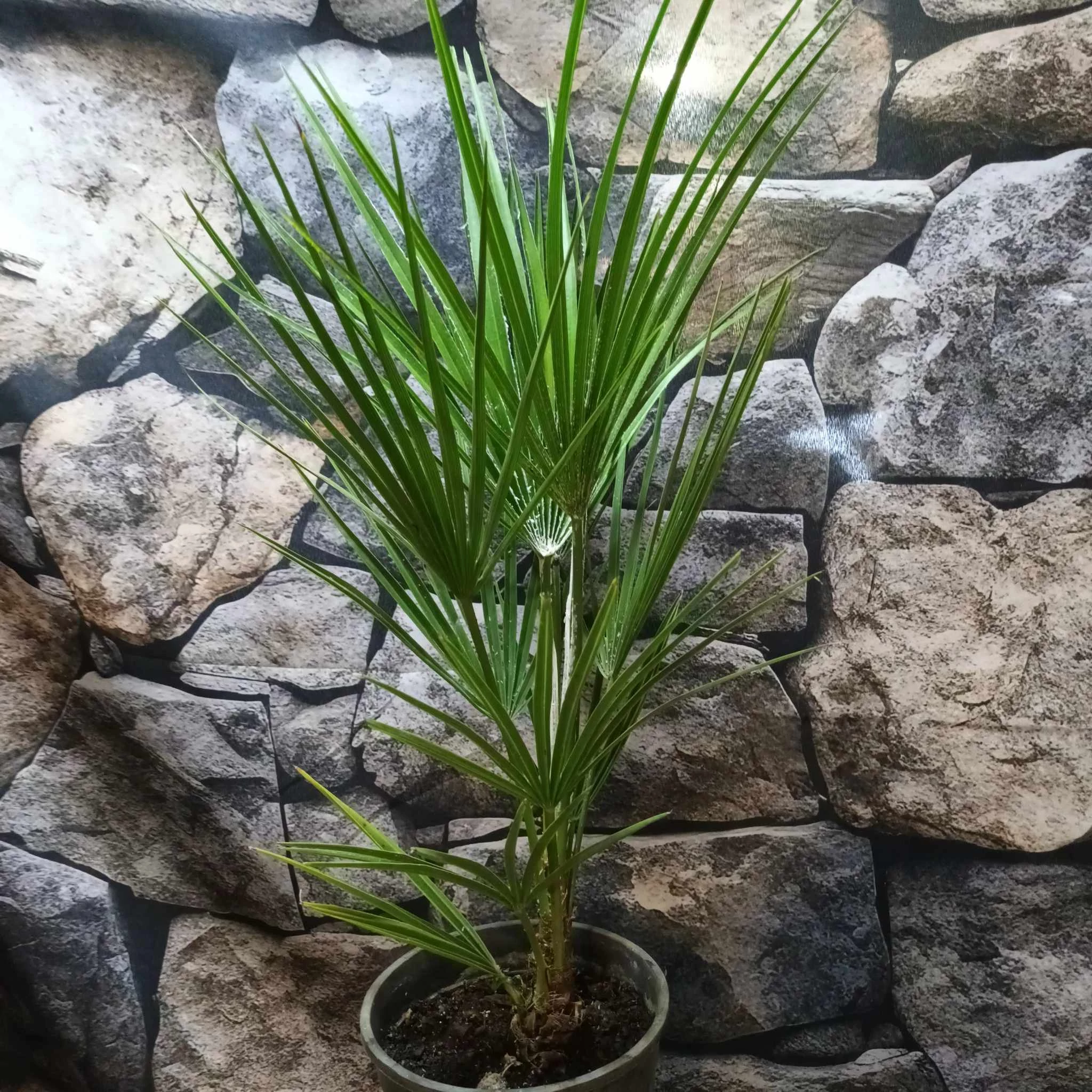 Chamaerops humilis - törpe lószőrpálma