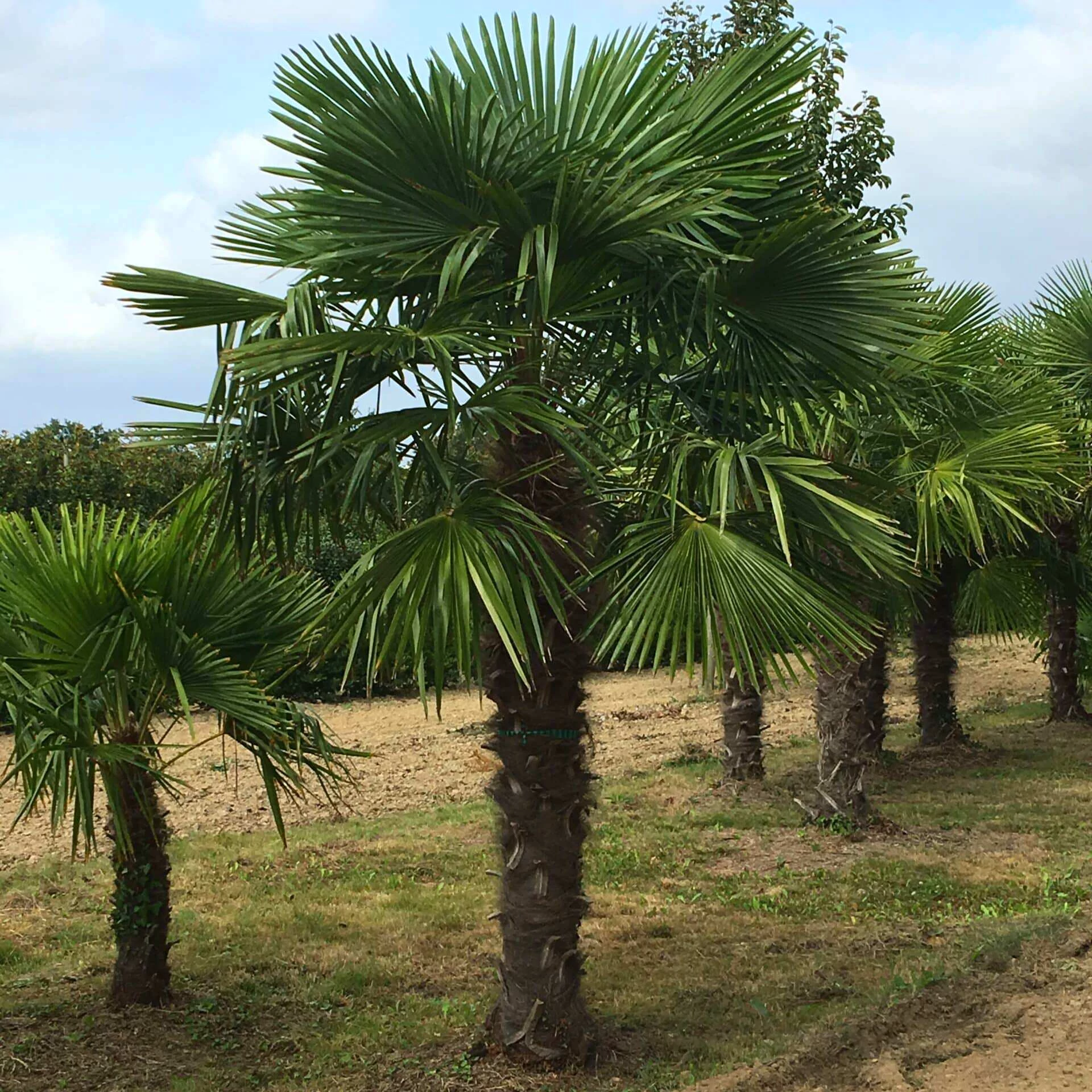 Trachycarpus fortunei - kínai kenderpálma magyar termesztőtől
