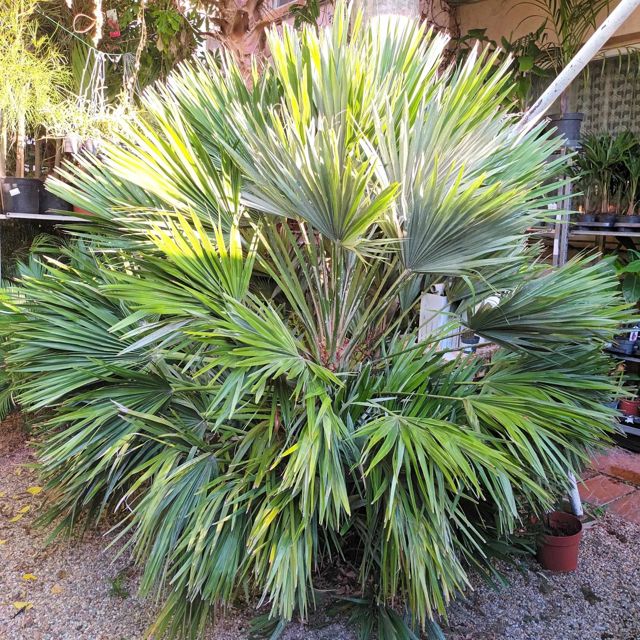 Chamaerops humilis Vulcano-európai törpepálma