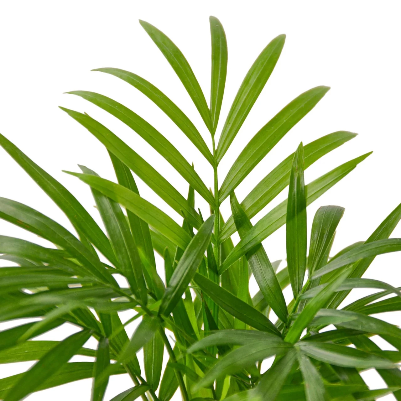 Chamaedorea elegans - gyompálma