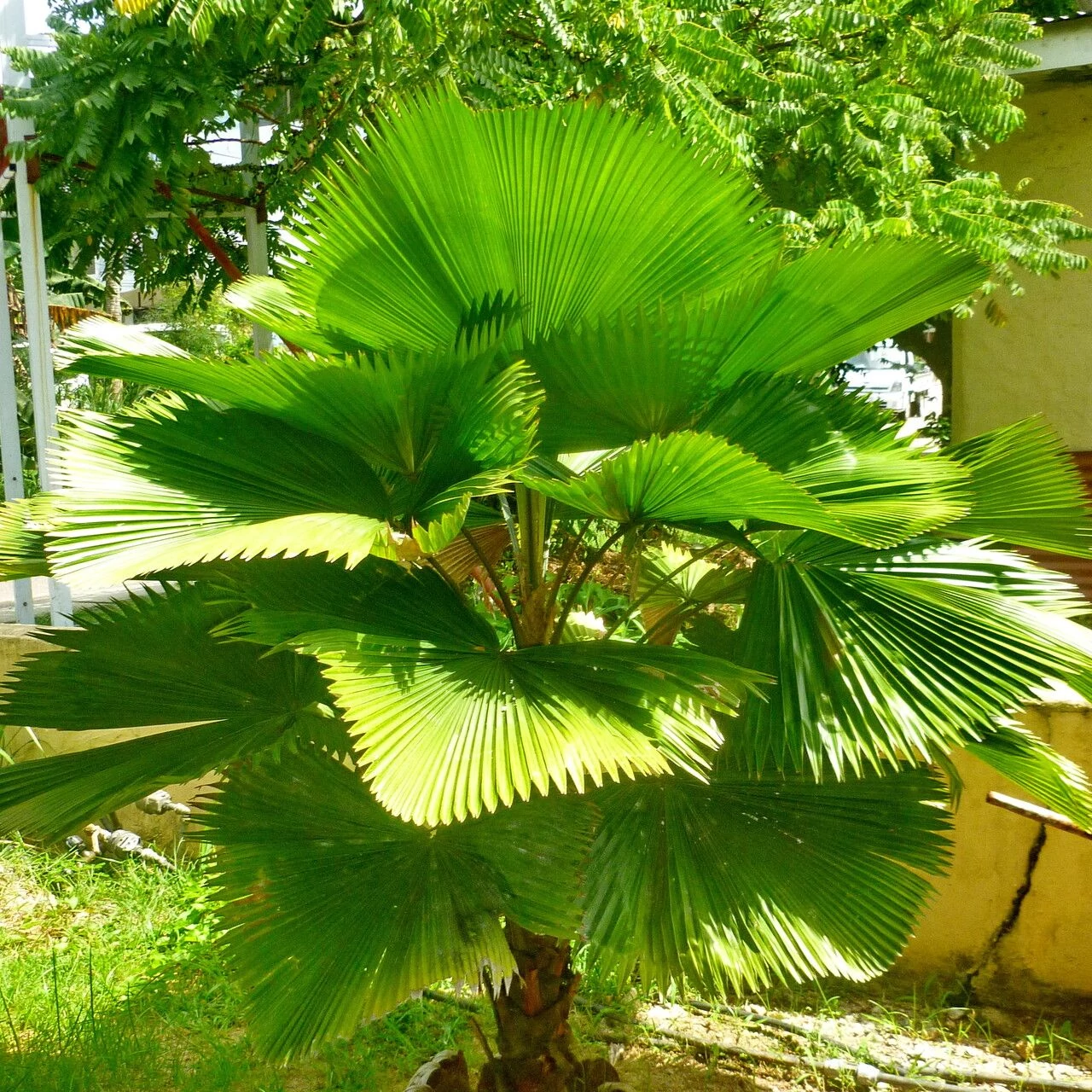 Licuala grandis nagy