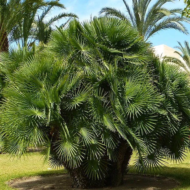 Chamaerops humilis