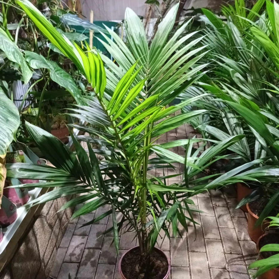 Elaeis Guineensis, olajpálma, esztétikai hibás levelekkel, értékcsökkentett