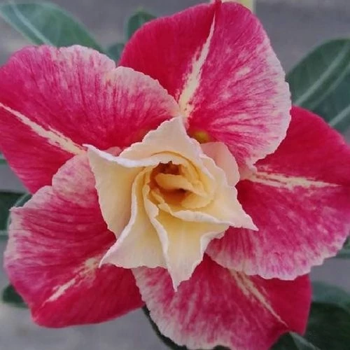 Adenium Obesum 'Destiny'