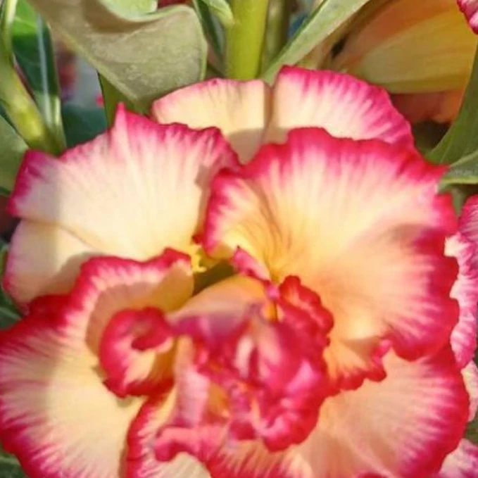 Adenium Obesum 'Moon'