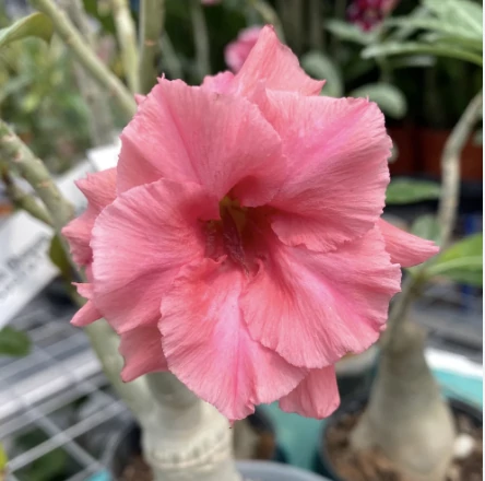 Adenium Obesum 'Young'