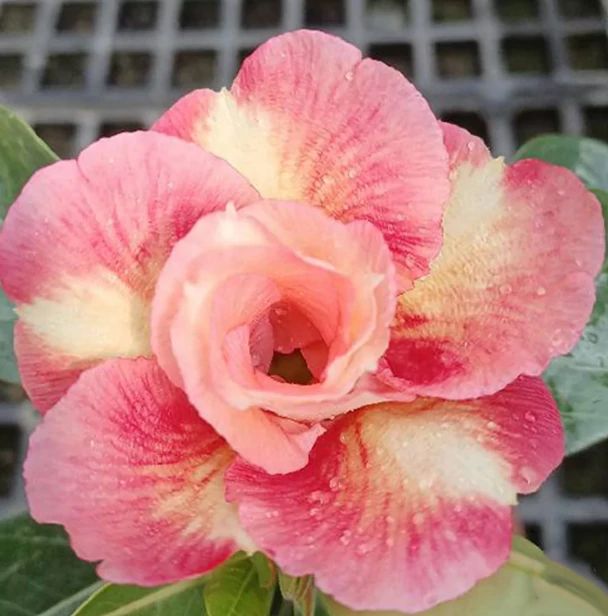 Adenium obesum 'Cupid'