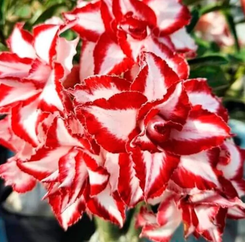 Adenium obesum 'Ferrari'