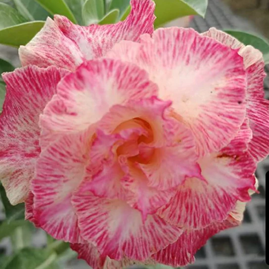 Adenium obesum 'Filter'