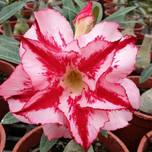 Adenium obesum 'Hercules'