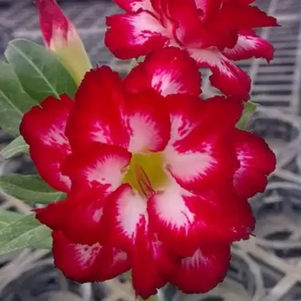 Adenium obesum 'Makeup'