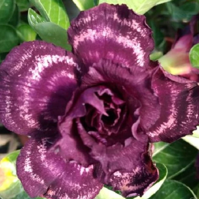 Adenium obesum 'Purple Halo'