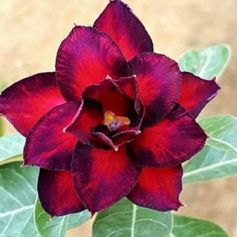 Adenium obesum 'Storm'