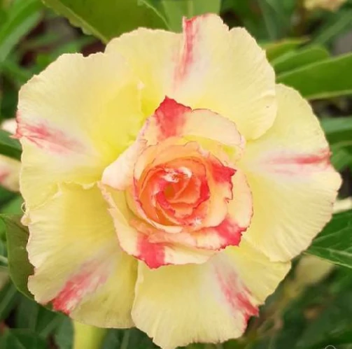 Adenium Obesum 'Golden Dance'