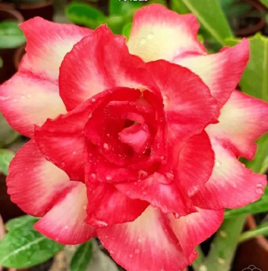 Adenium Obesum 'Candle'