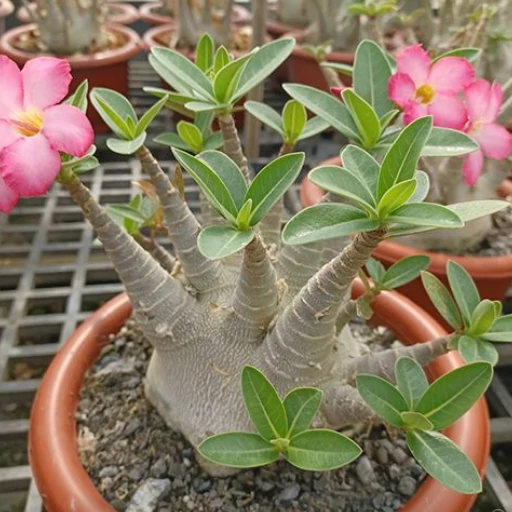 Adenium Arabicum
