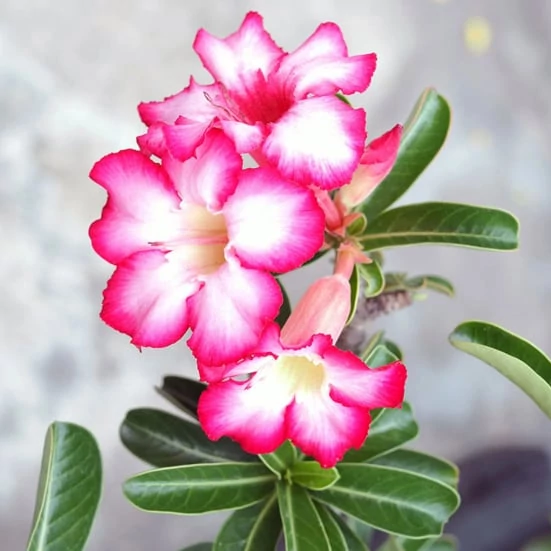 Adenium Obesum rózsaszín