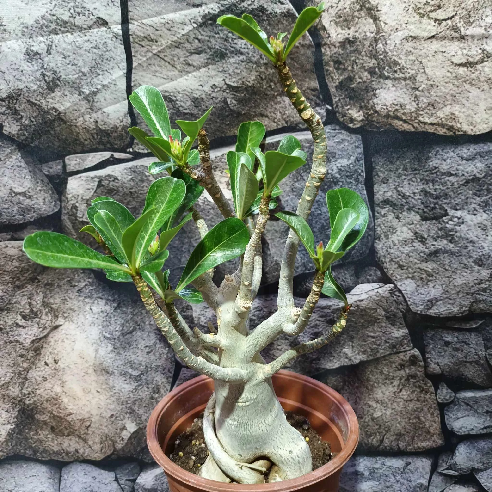 Adenium Obesum rózsaszín