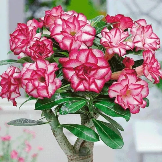 Adenium obesum 'Morning'