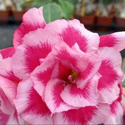Adenium obesum 'Lotus'