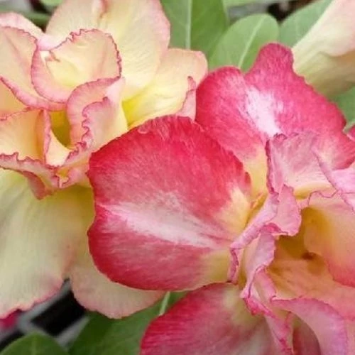 Adenium obesum 'Magic'