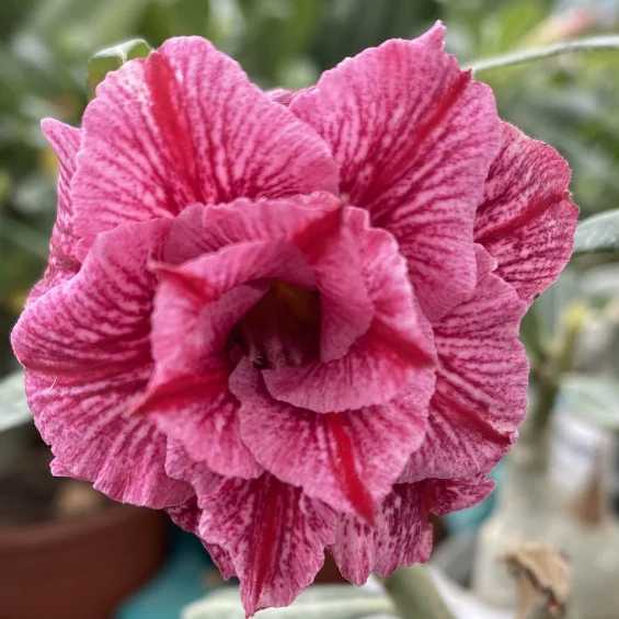 Adenium obesum 'Treasures'