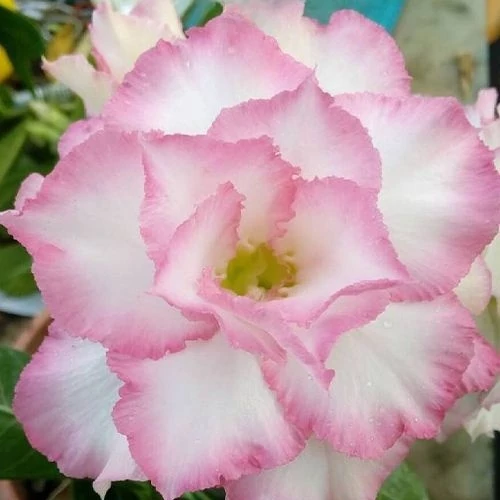 Adenium Obesum 'Joe'