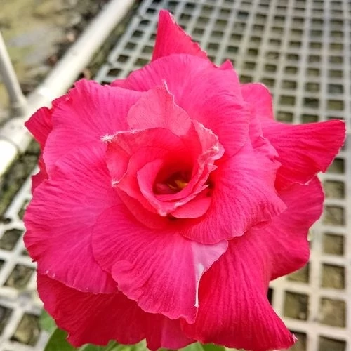 Adenium Obesum 'Ponyo'