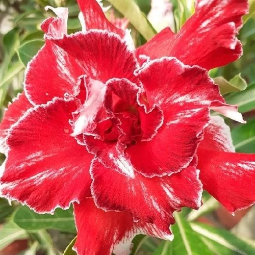 Adenium Obesum 'Tang'