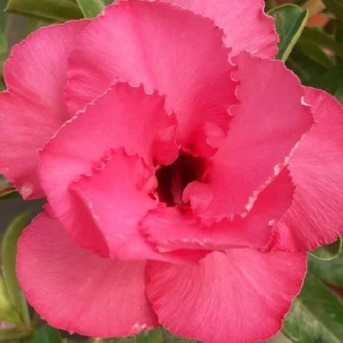 Adenium Obesum 'Tipsy Peach'