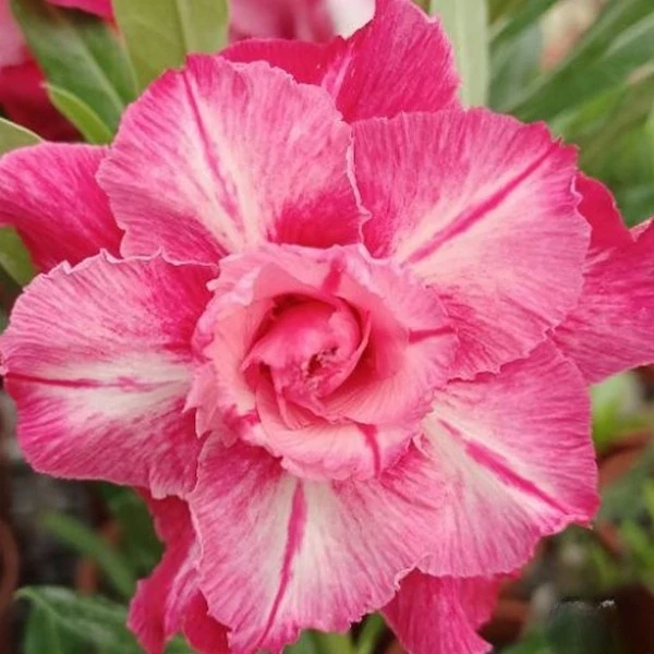 Adenium obesum 'Rose Queen'