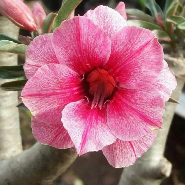Adenium obesum 'Swallow' (Indonéz)