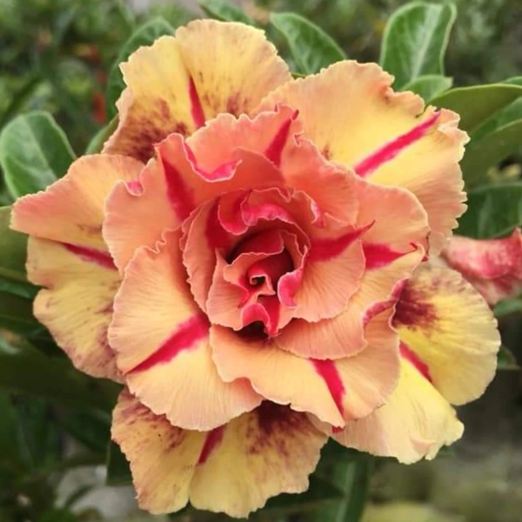 Adenium obesum 'Triple Wish' (Indonéz)